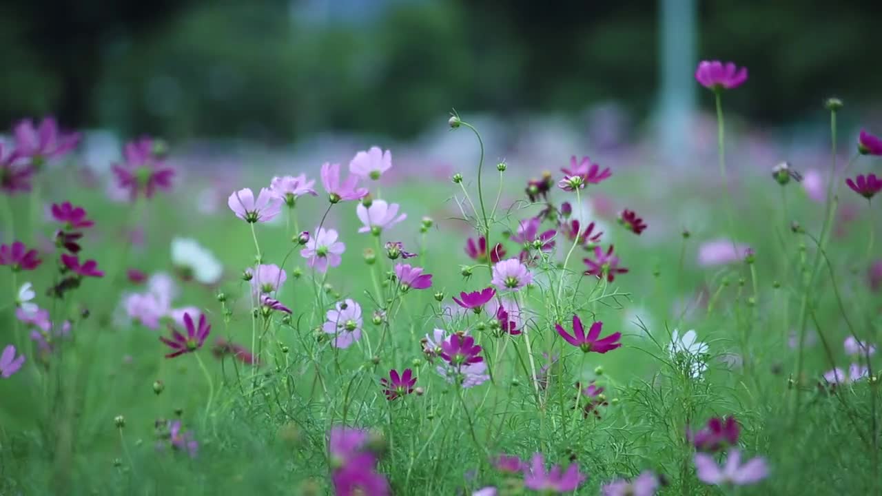 Purple And White Flowers Windy Day