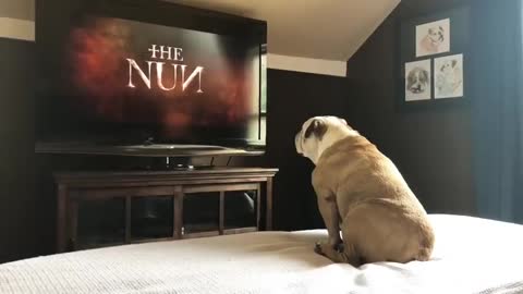 Bullbuls watching the nun got very angry