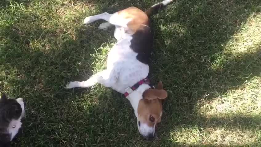 Kitten watches and imitates dog's every move!