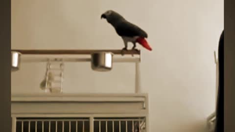 Funny Parrot Video