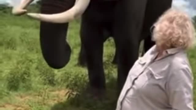 Elephant pretends to eat tourist’s hat, then gives it back