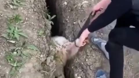 watch a sheep falling in canal again and again