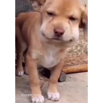 Pets, cats, dogs, and much more.