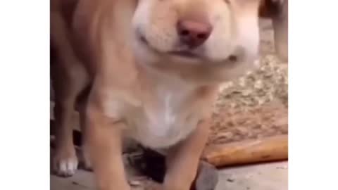 Pets, cats, dogs, and much more.