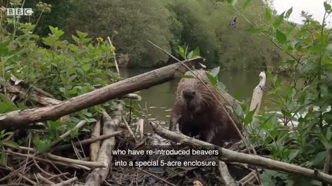 Wild Beavers Return After 400 Years | Wild Rescue | BBC Earth