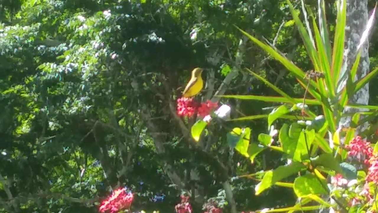 19.7.2024 Yellow Bellied Sunbird (4)