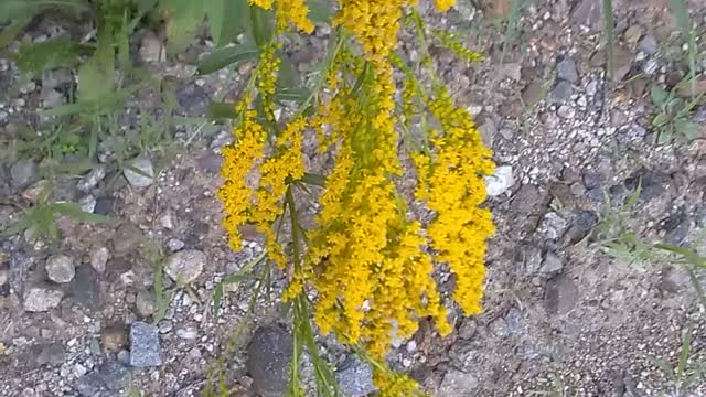 Goldenrod