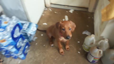 Honey, Rhodesian Ridgeback Pup