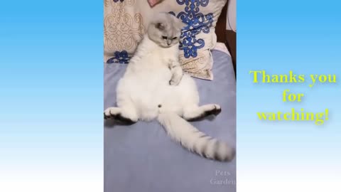 Funny Cat Reaction.You Cant Stop Laughing..