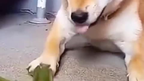 Dog Fight With Grasshopper #shorts #shortvideo #video #virals #videoviral