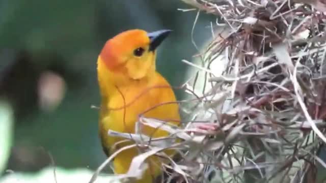 The most unique and beautiful little bird's nest