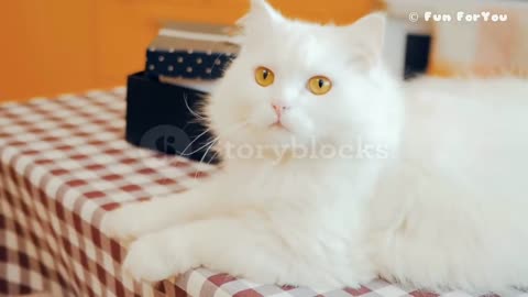 Funny Cat 😺😂😂 video