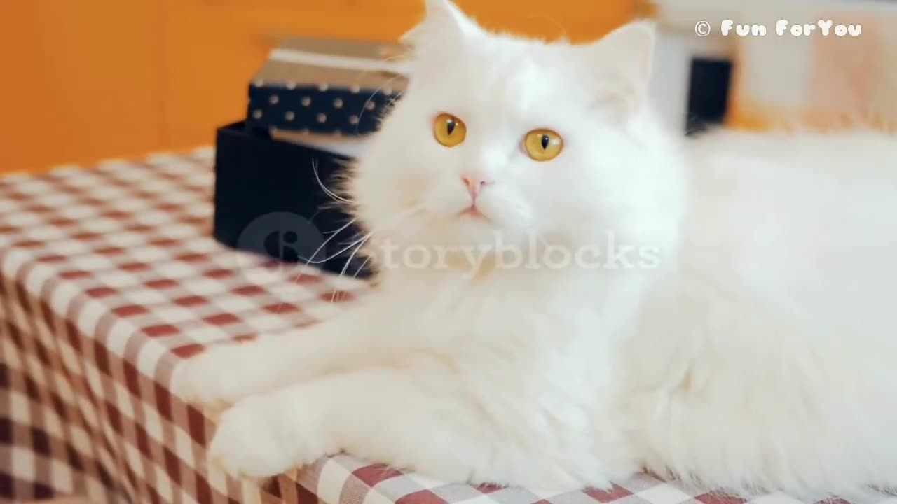 Funny Cat 😺😂😂 video