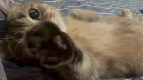 Cutie Kitten