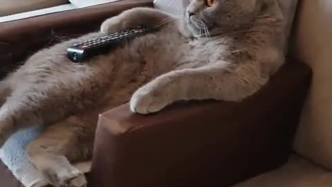 A cat chilling watching TV