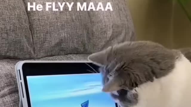 My cat baby play with cartoon