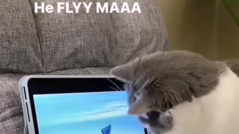 My cat baby play with cartoon