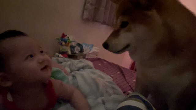 Newly Woken Baby Smiles at Shiba