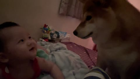 Newly Woken Baby Smiles at Shiba