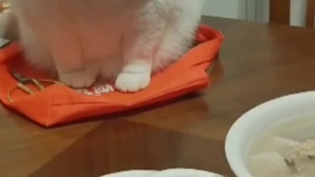 This kitten has long white hair