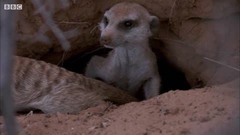 Meerkats Split Up in a Dust Storm | BBC Earth