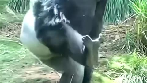 Funny gorilla