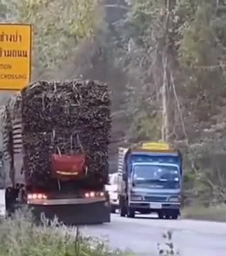 This Elephant created his own toll road.