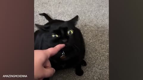 "Paws and Chuckles