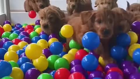 Building a Puppy Ball Pit!