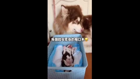 funny animal