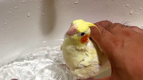 funny animals