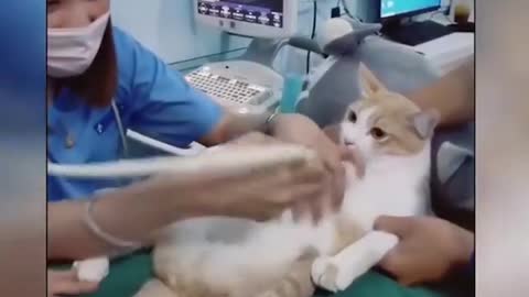 Cute funny cats video