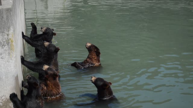 Bear walks upright just like a human