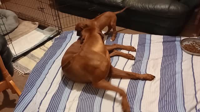 Grown & Baby Rhodesian Ridgebacks Wrestling