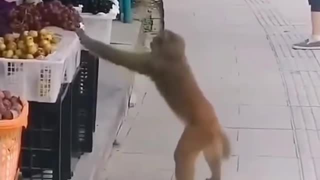 Monkey heist