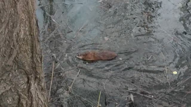 coypu, also known as the nutria