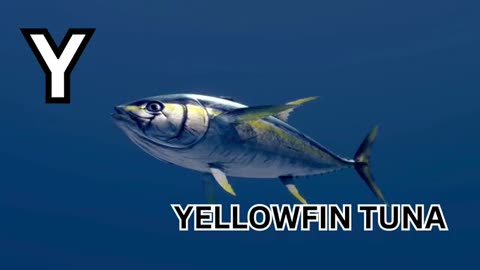 ABC Song with Sea Animals