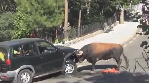 angry bull and car