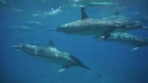 Wildlife