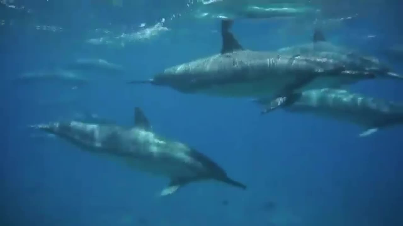 Wildlife