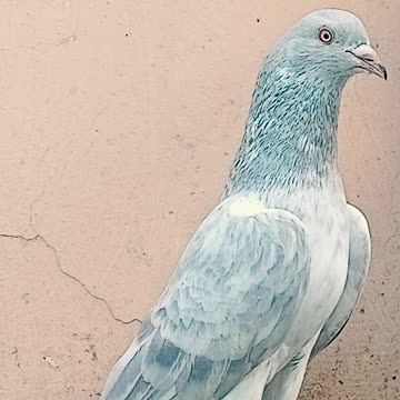 Ustad Malik Mohkam Khokhar Bichu Breed Pigeons