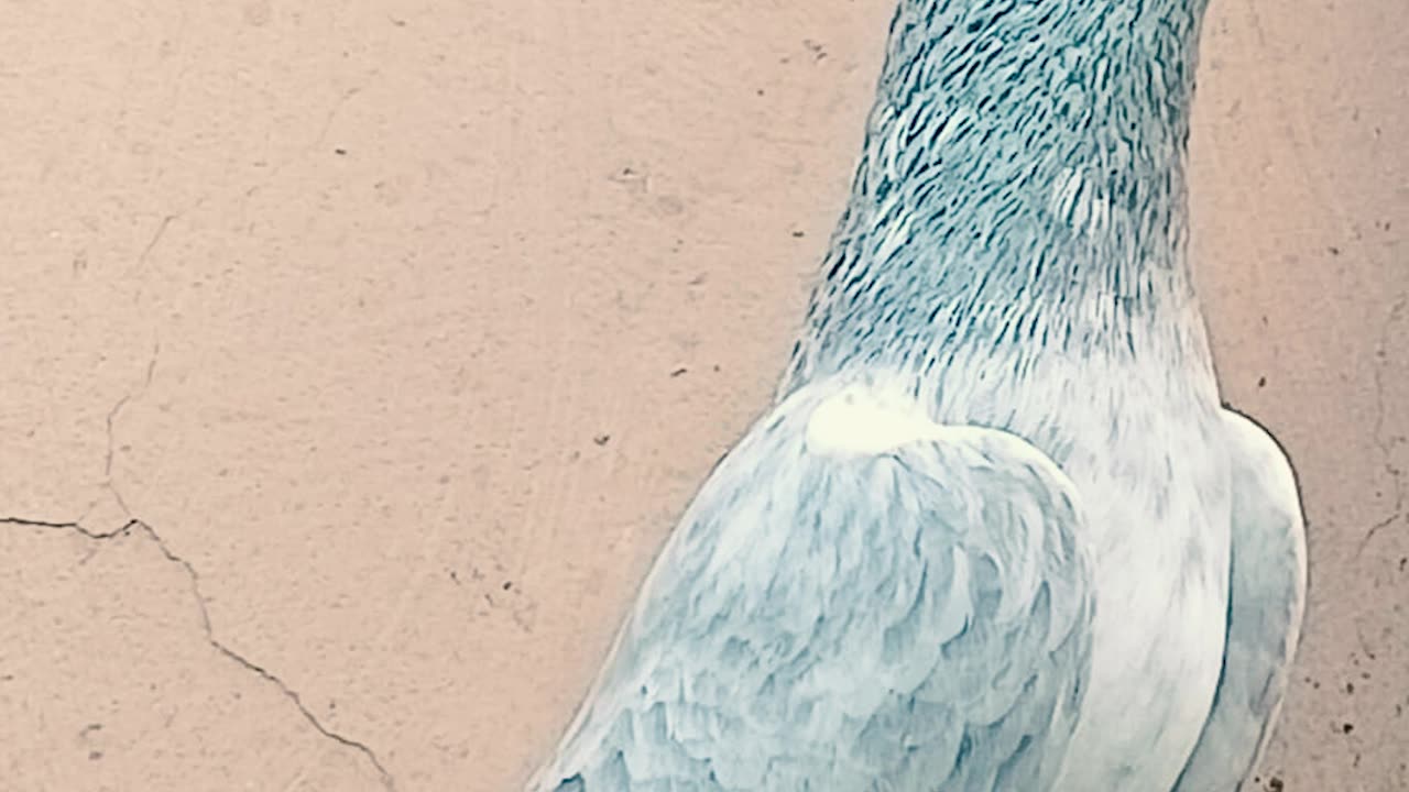 Ustad Malik Mohkam Khokhar Bichu Breed Pigeons