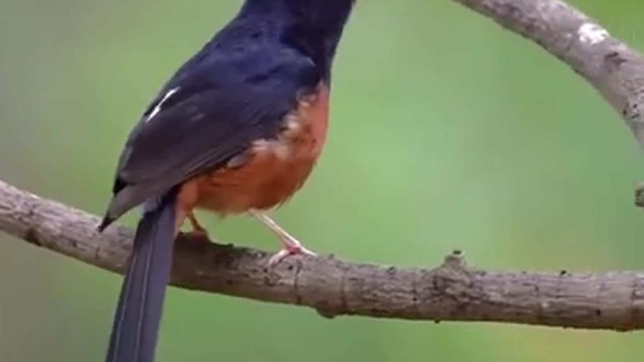 the chirping of the wild stone magpie