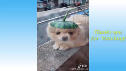 Cute animals having a lot of fun