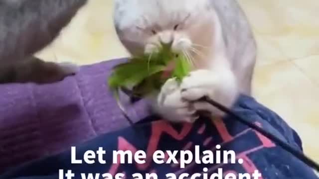 Cat funny