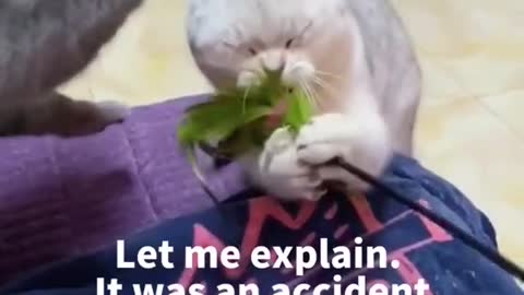 Cat funny