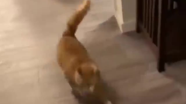 Funniest Cats Don't try to hold back