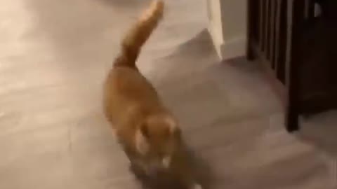 Funniest Cats Don't try to hold back