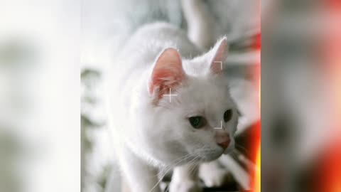 Cats and Kittens
