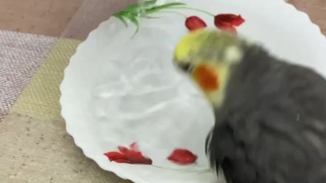 Our parrot will accept water treatments, I think you will smile